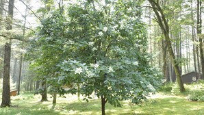 A tree in a forested area with a small building in the background. - River Front Vacation Rental Property On The Clarion River in Clarington, Pa    (Clarington)