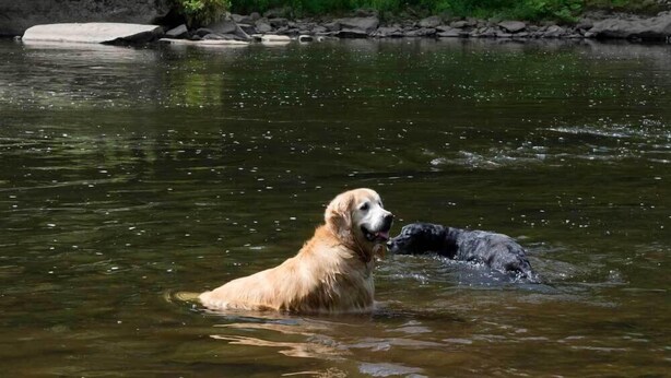 A dog swimming in a river with rocks and greenery in the background. - River Front Vacation Rental Property On The Clarion River in Clarington, Pa    (Clarington)