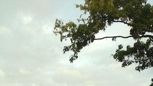 Eine Küstenlandschaft mit üppiger Vegetation und Blick aufs Meer.
