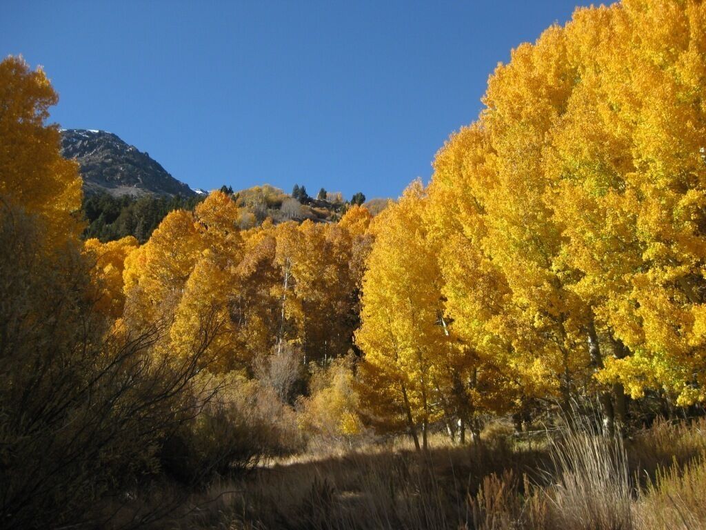 A landscape with autumn-colored trees and a mountain in the background.