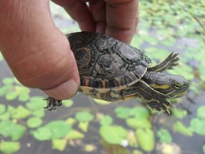 Property grounds - Wetlands Lodge ~ Cabin 7 (Alajuela)