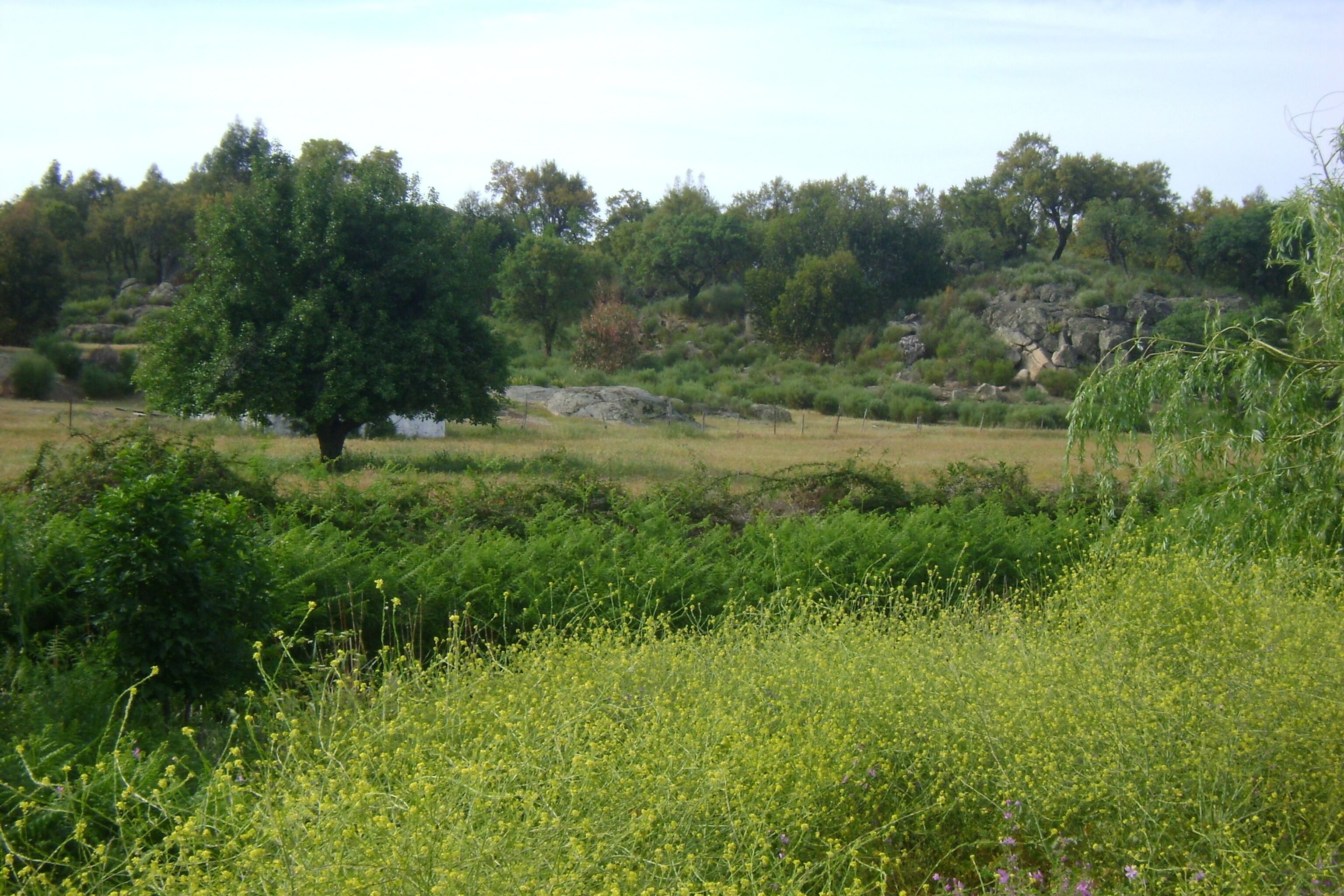 A natural landscape with a prominent tree, grassy fields, and a rocky hill in the background.