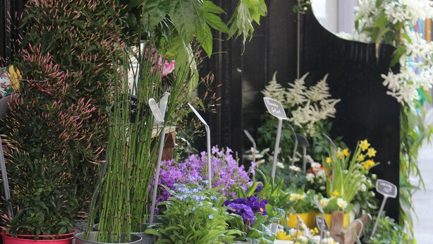 Diverse potplanten en bloemen staan buiten een gebouw.