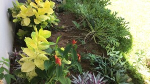 Ein Garten mit verschiedenen Pflanzen, darunter Blätter in Gelb und Violett, und einem Betonweg.