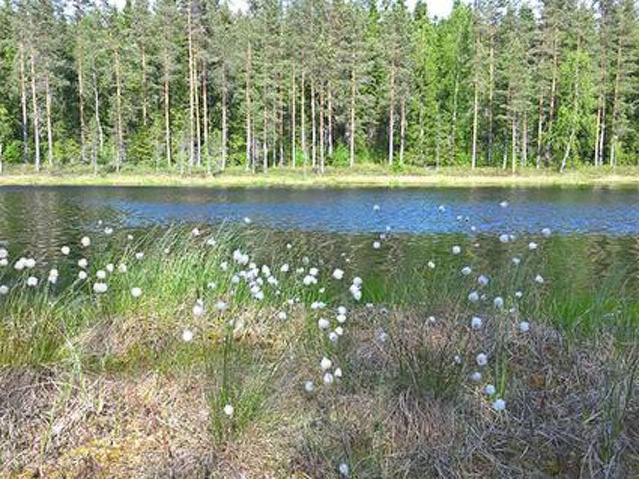 Ett naturligt landskap med en vattenyta, tät skog och vita blommor i förgrunden.