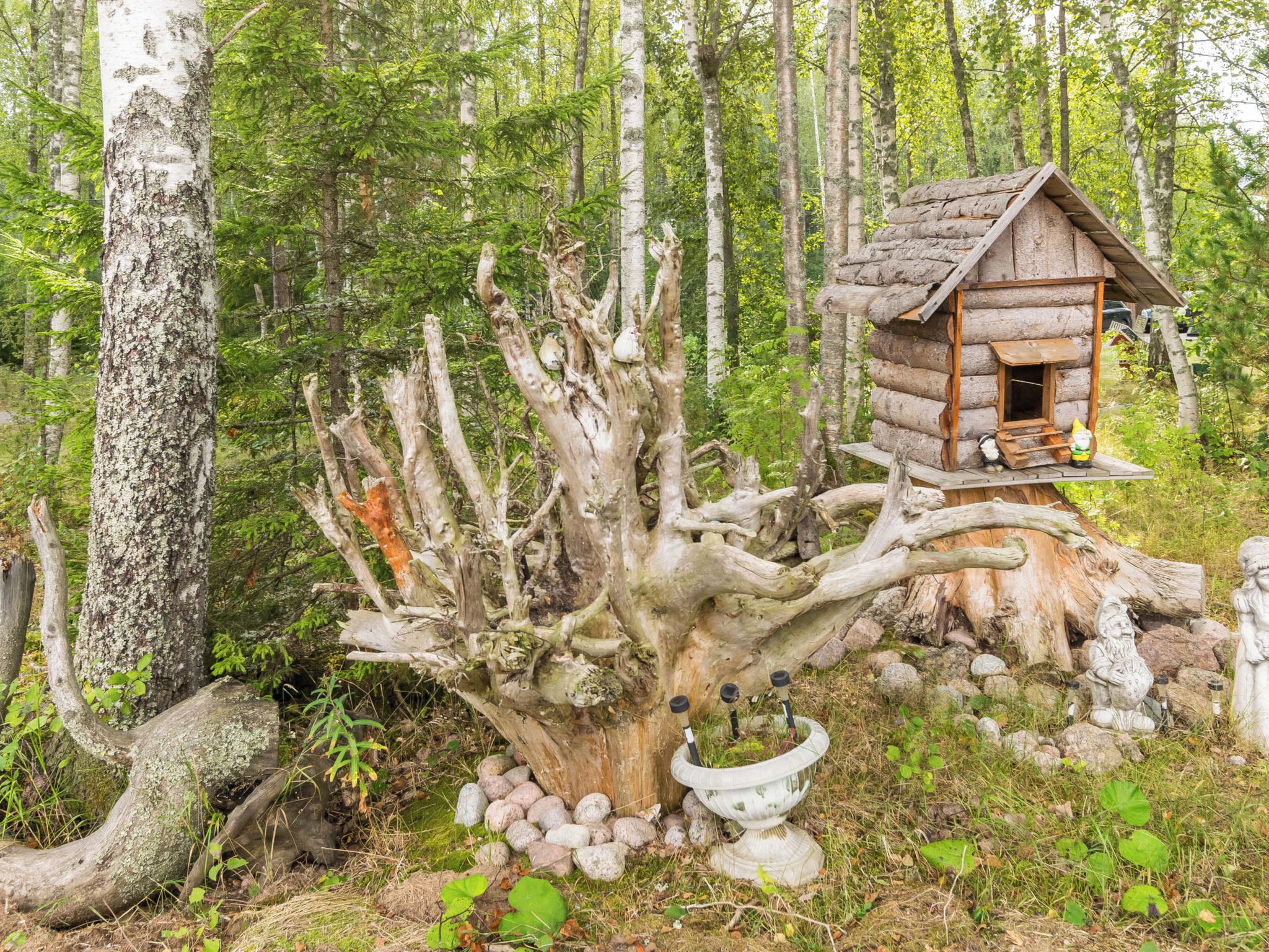 A rustic cabin with a log exterior, situated in a forested area with a large, twisted tree nearby.