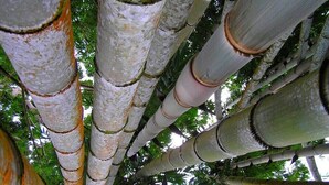 A close-up of tall, slender tree trunks with a textured surface, surrounded by dense green foliage.