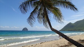 Ein Strand mit einer Palme, klarem blauen Wasser und einer entfernten Insel.