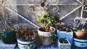 A variety of potted plants arranged on a blue surface against a textured wall with decorative metalwork.