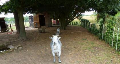 Mini Farm Cottage, Pets Welcome, Wifi, Garden, 4-6 Guests