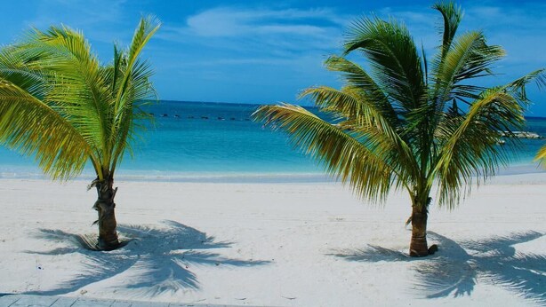 A beach with two palm trees and a clear blue sky.