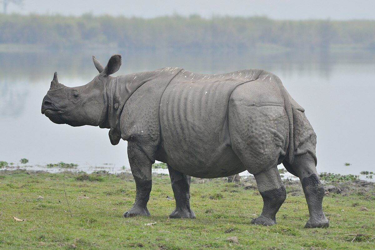 A rhinoceros standing on a grassy field with a body of water and trees in the background.