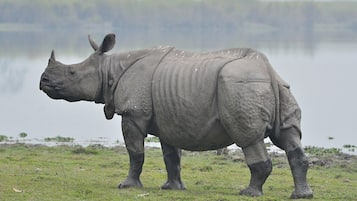 A rhinoceros standing on a grassy field with a body of water and trees in the background.