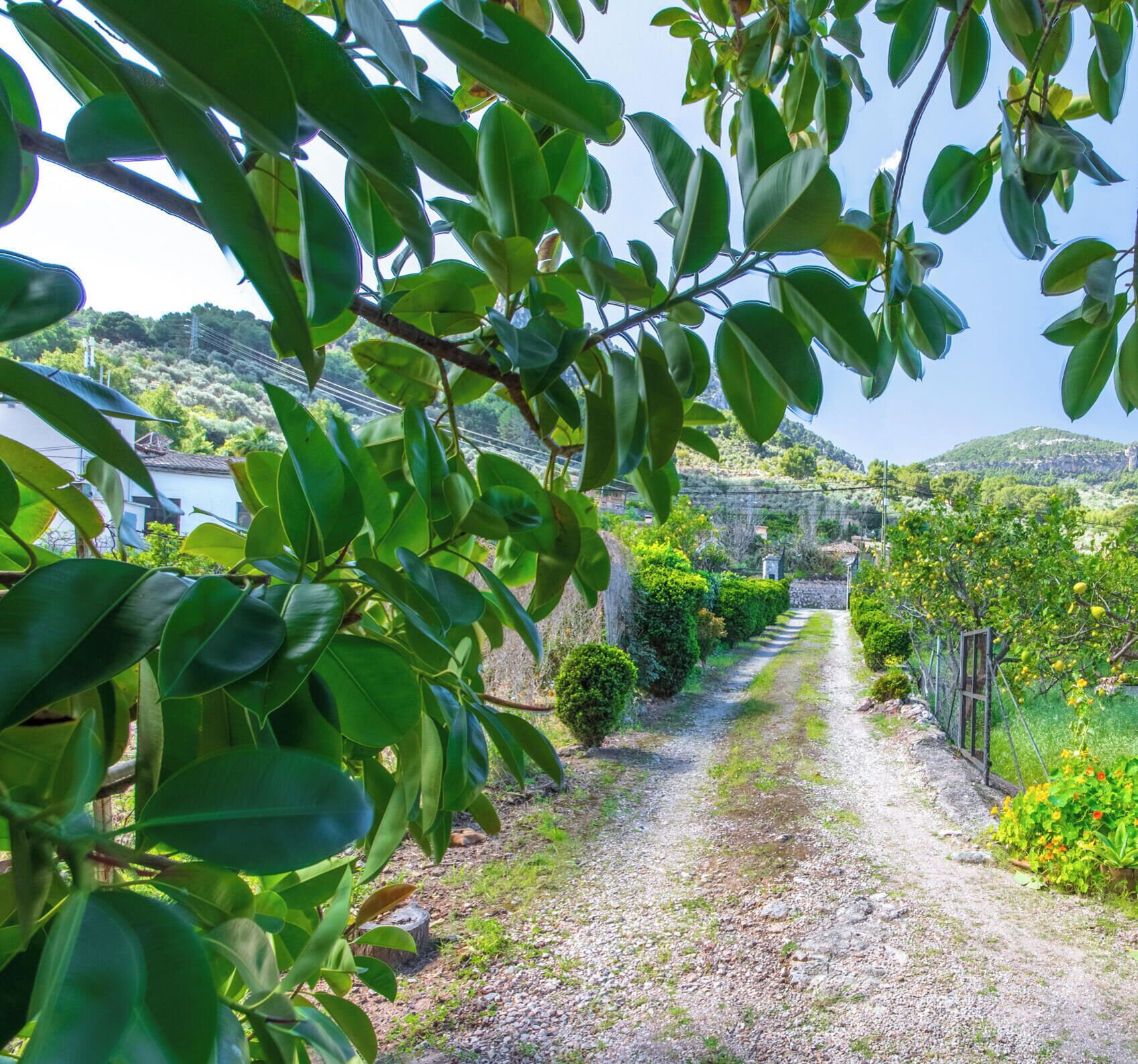 A gravel path leading through a lush garden with various plants and trees.