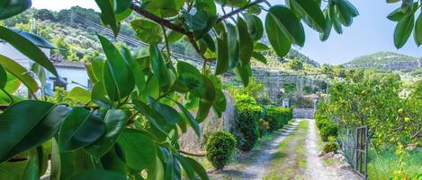 A gravel path leading through a lush garden with various plants and trees.