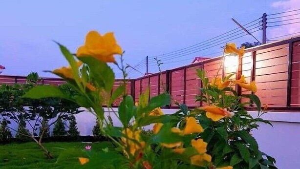 Un jardin avec des fleurs jaunes et un bâtiment en arrière-plan.
