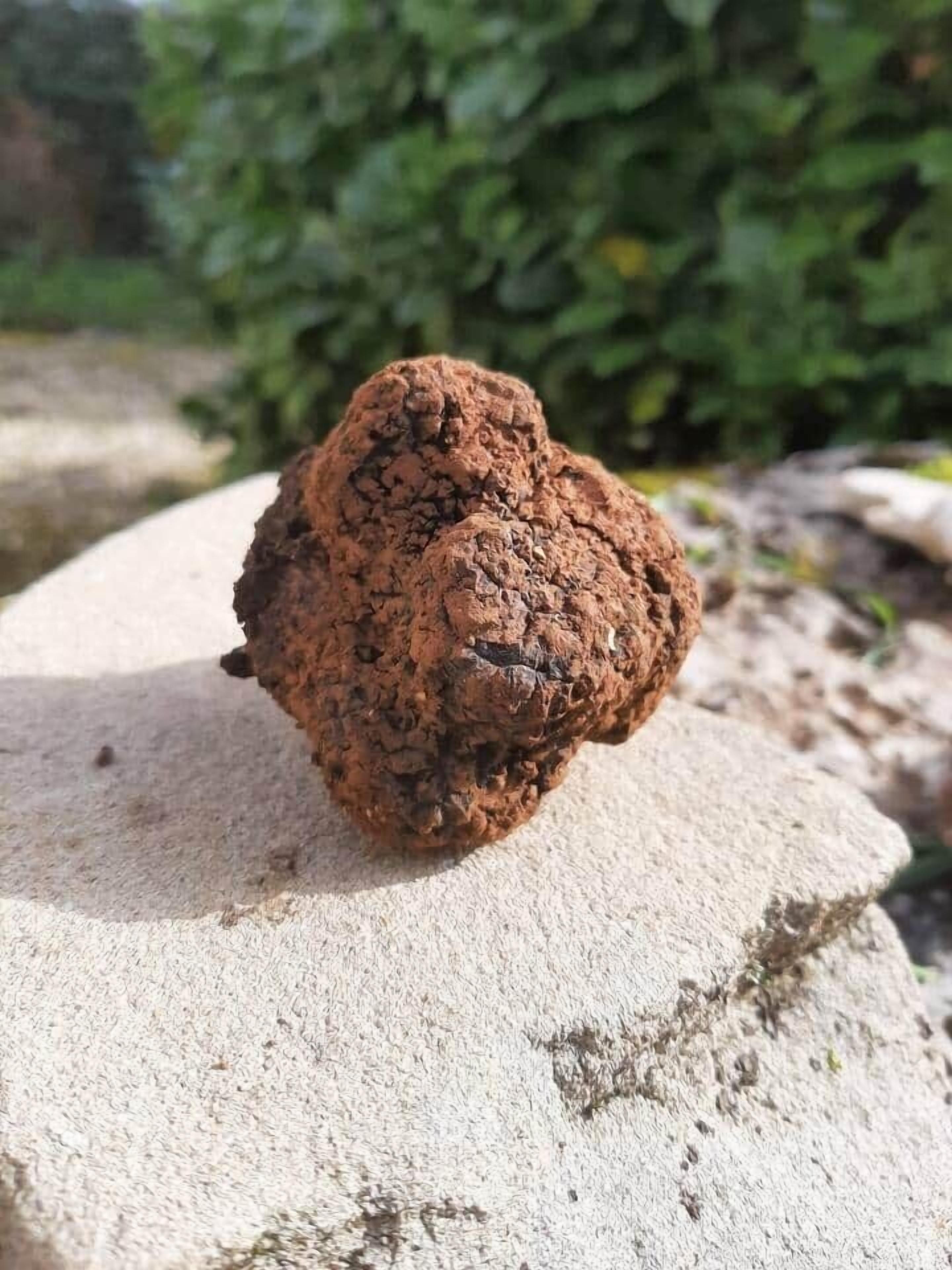 A rock with a rough texture and a small, dark object on it.
