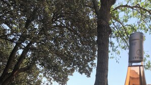 Una botella de vino L'ESTAB, una copa y una mesa al aire libre con vistas a árboles y edificios al fondo.