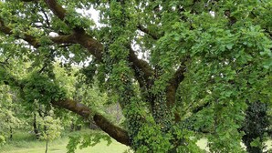 Un arbre recouvert de lierre, situé dans un espace verdoyant, avec une terrasse en bois et un élément décoratif circulaire en pierre.