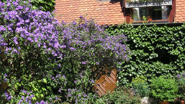 Een klassiek bakstenen huis met een pannendak, een raam met een bloembak en een tuin vol paarse bloemen.