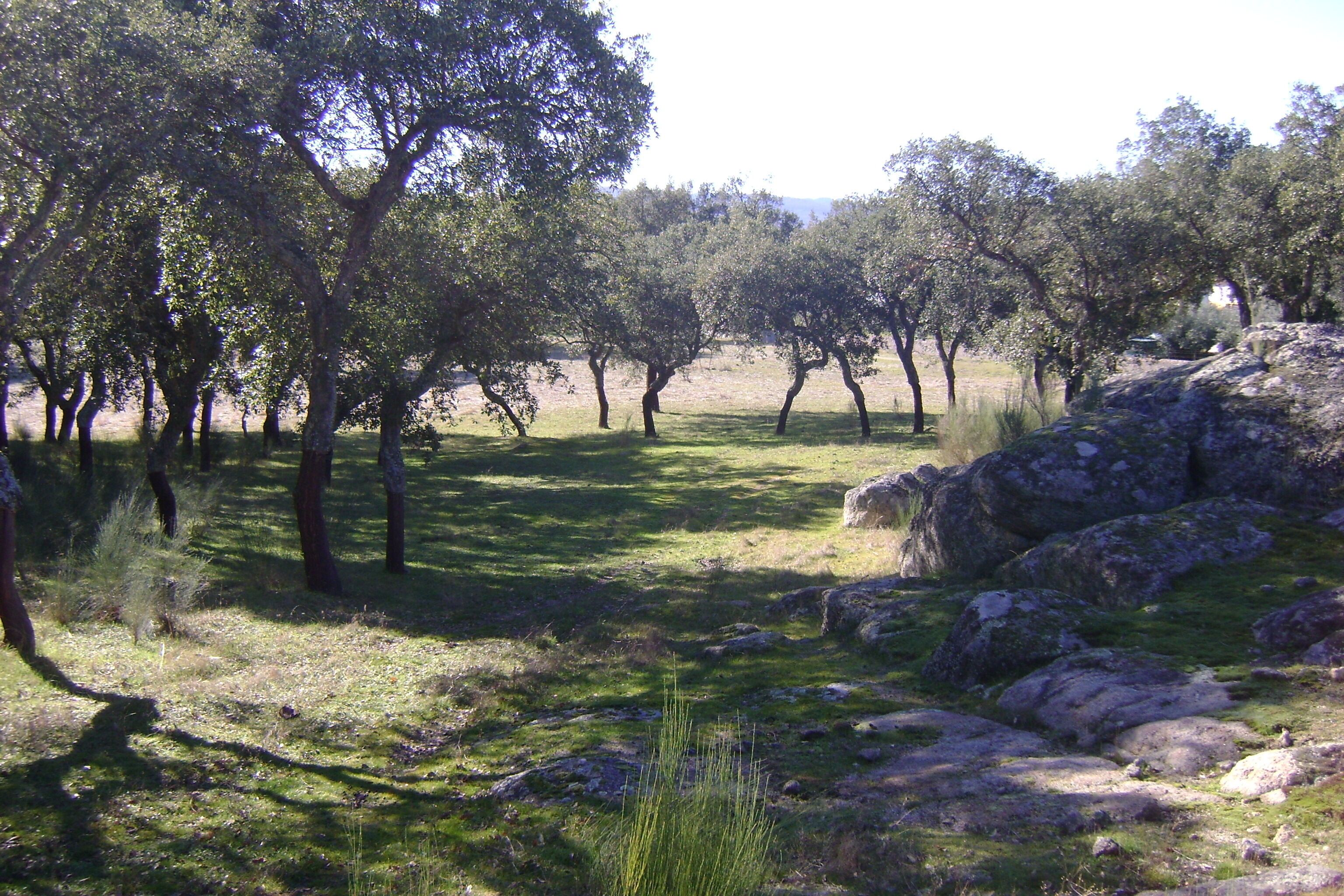 Un paisaje natural con árboles, hierba y rocas.