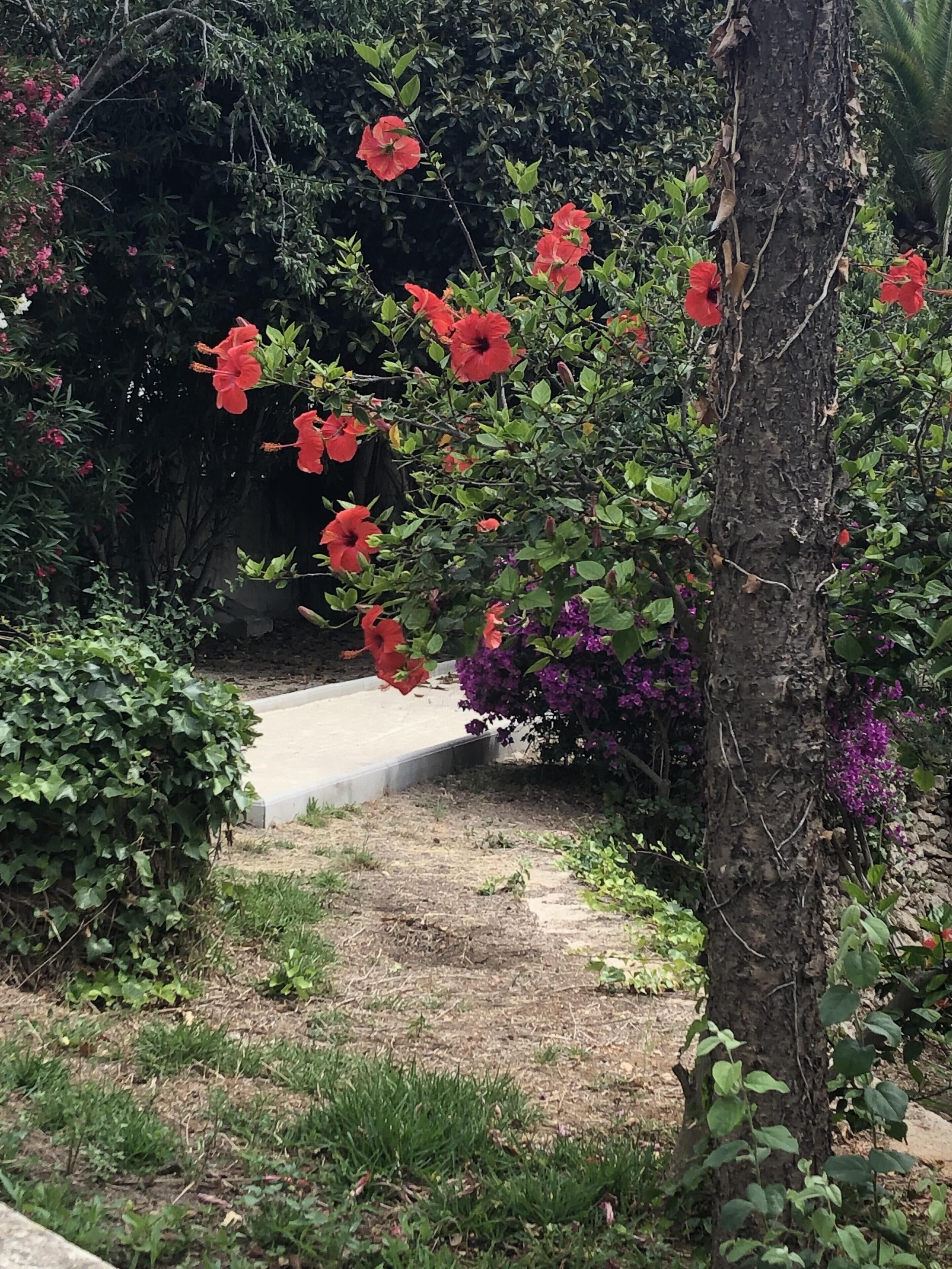 A garden with a tree and flowering plants.