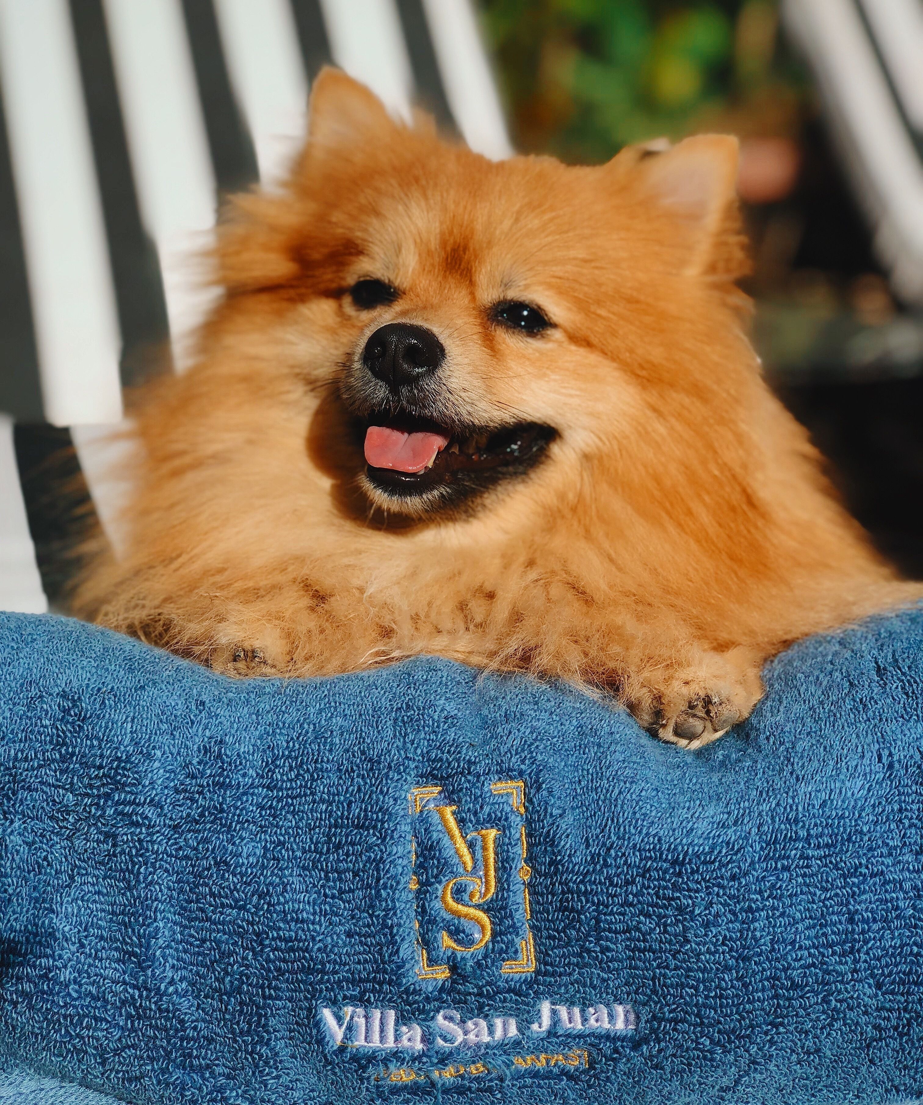 Foto - Villa San Juan Bed&Breakfast