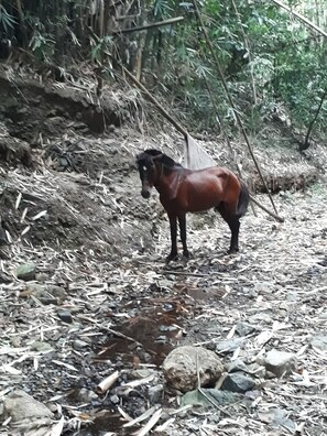Animali ammessi