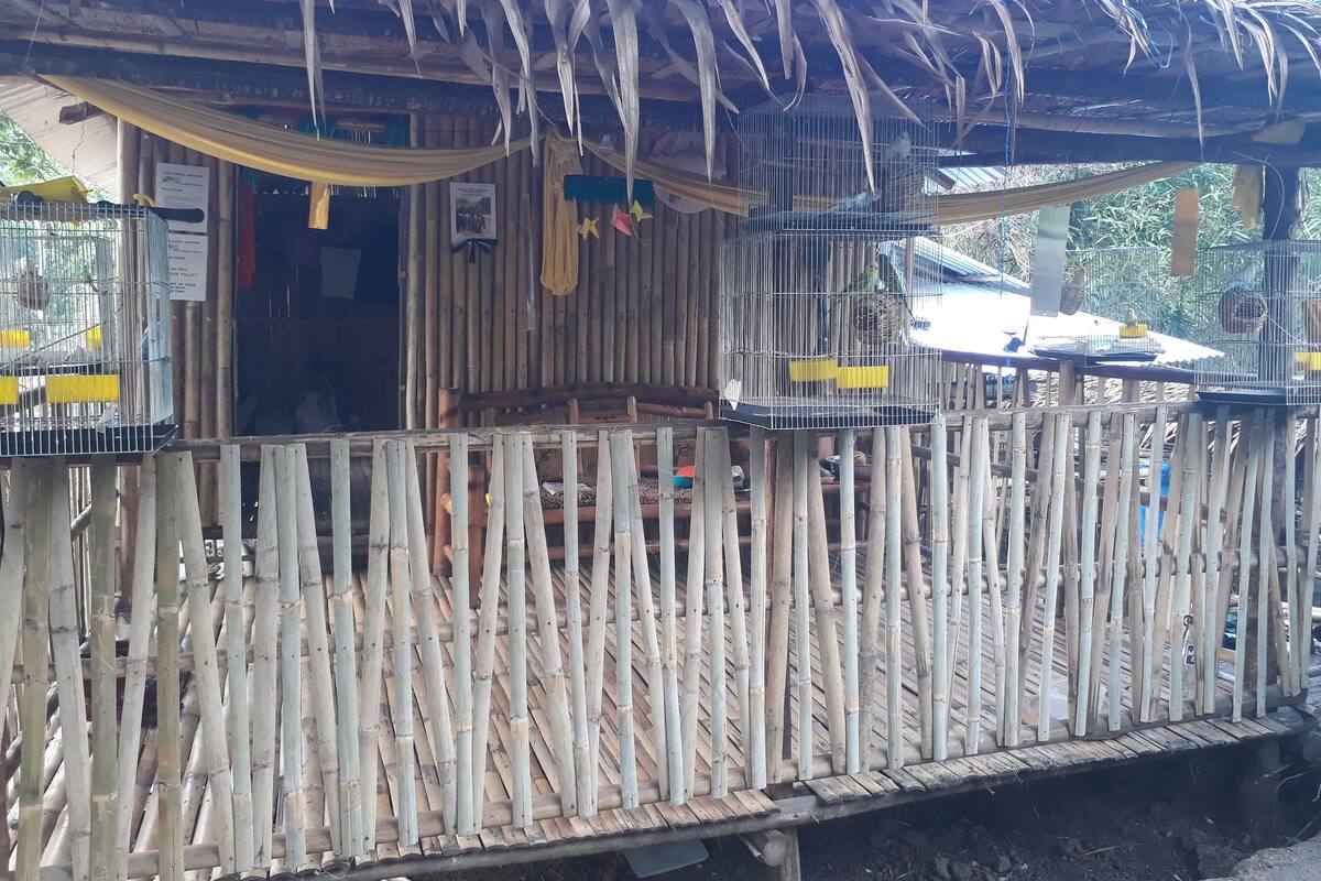 A rustic wooden structure with multiple bird cages and a bamboo fence.