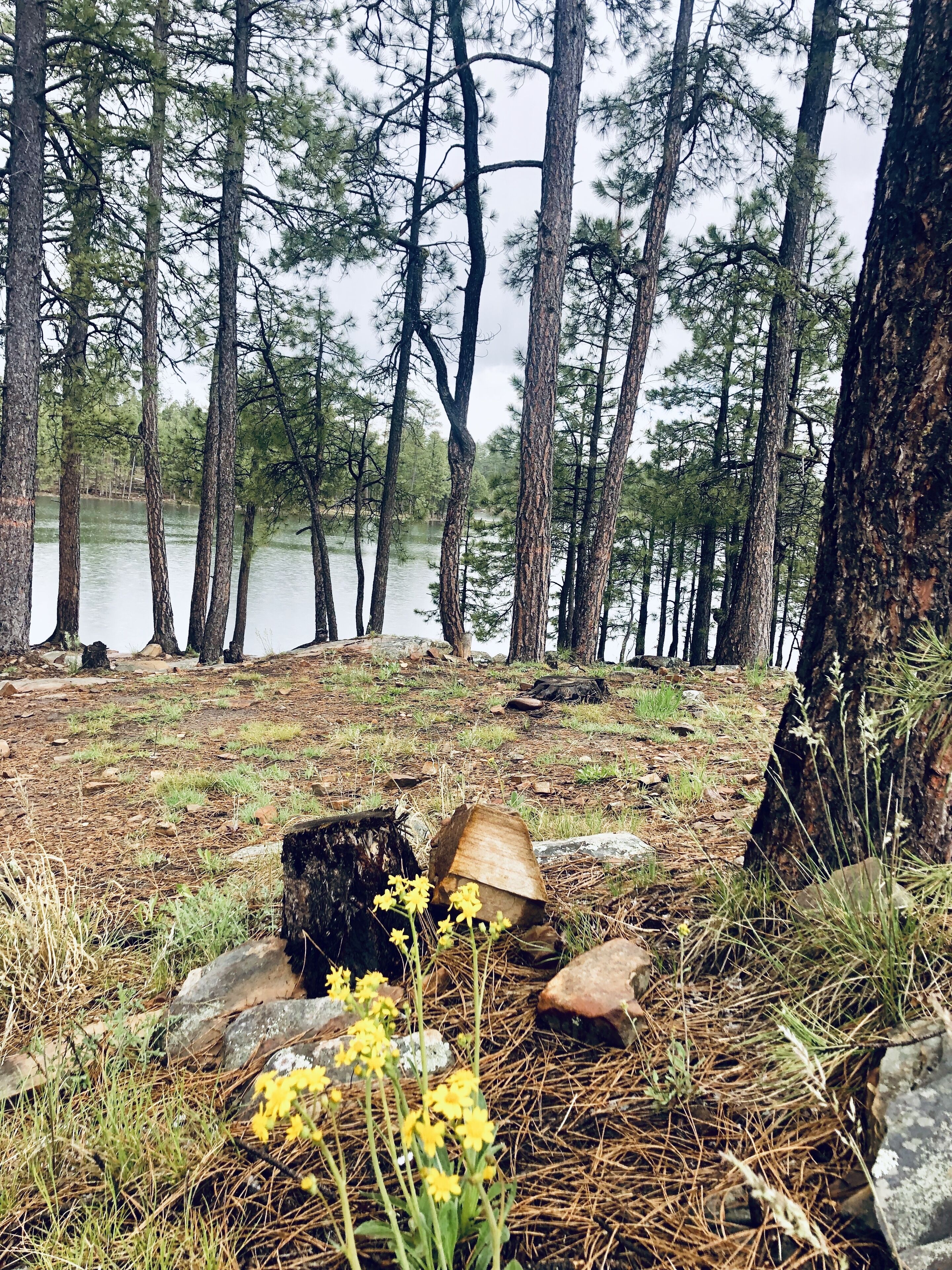 Une zone boisée avec un lac, des rochers et des fleurs jaunes.