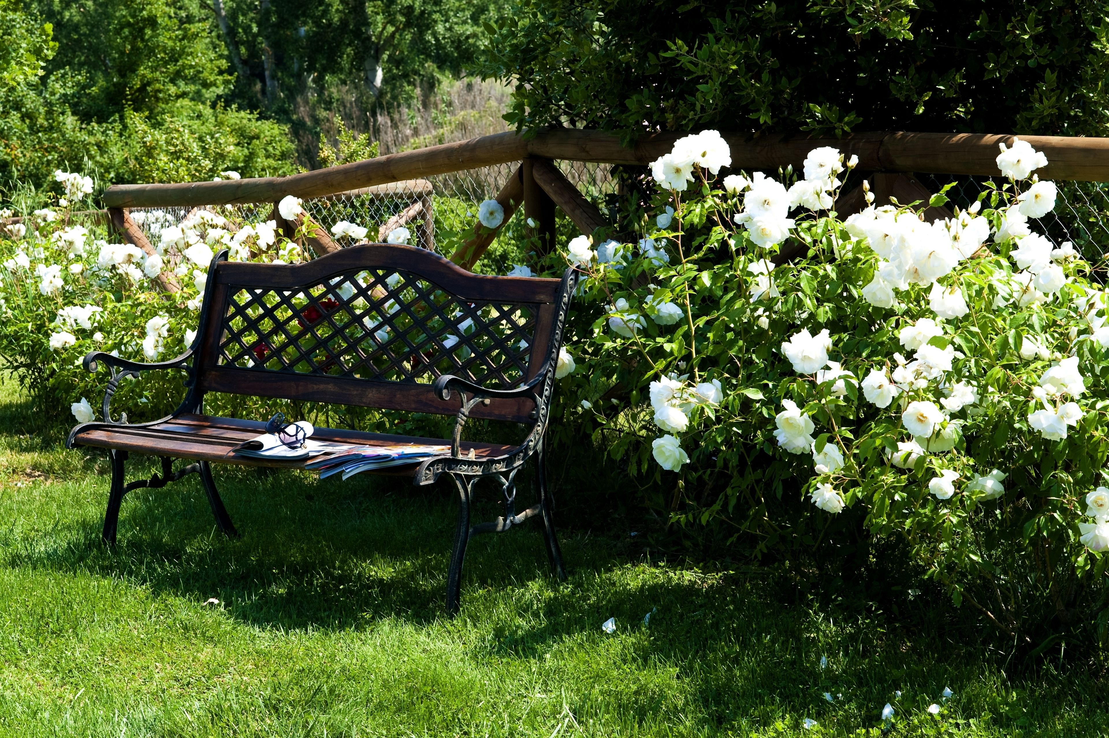 A bench with newspapers and a book, surrounded by lush greenery and white flowers.