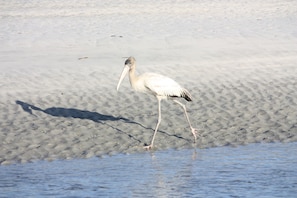 Un oiseau qui marche sur une plage de sable.