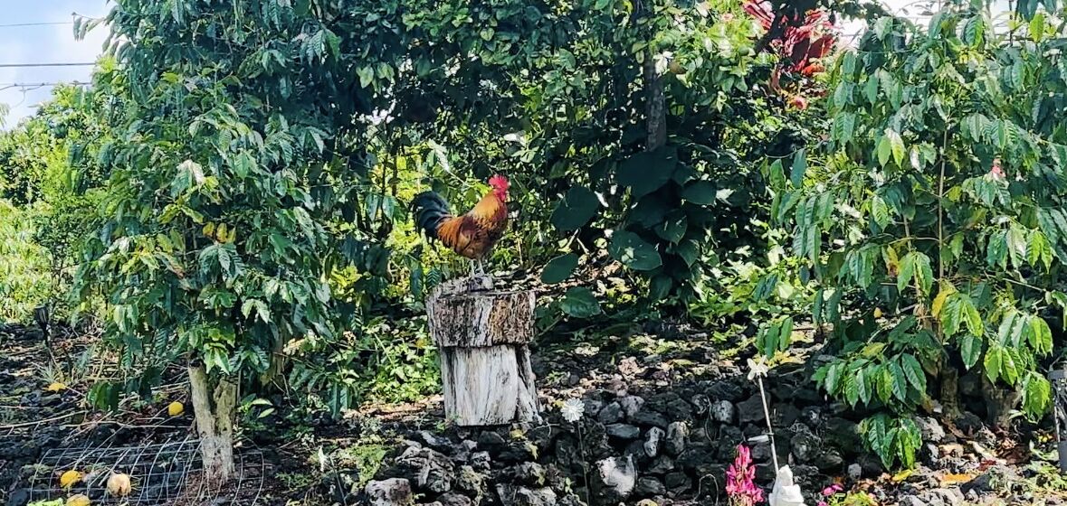 Un coq perché sur une souche en bois, dans un jardin à la végétation luxuriante, délimité par une clôture en fil de fer.