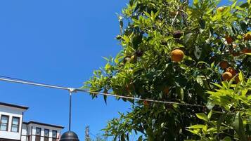 Vue sur le jardin