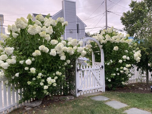 Nama-stay, sweet pink Saugatuck Shores beach cottage