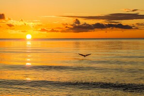 A sunset over a calm sea with a bird flying. - 5***** Luxury pool villa, very quiet location, free WLAN, heated pool, 3000 sqm  (Boltenhagen)