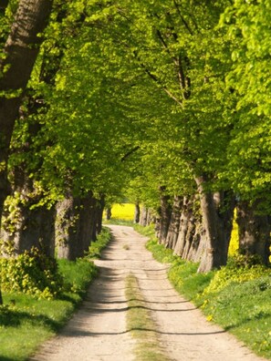 A paved pathway flanked by trees with dense green foliage, leading towards a distant yellow field. - 5***** Luxury pool villa, very quiet location, free WLAN, heated pool, 3000 sqm  (Boltenhagen)