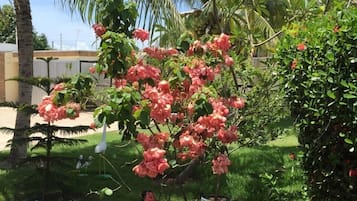 Jardim