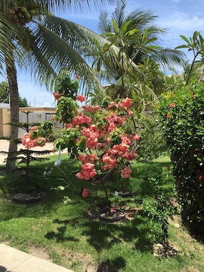 Jardim