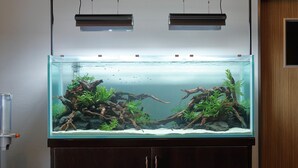 Un acuario grande con madera a la deriva y plantas acu áticas, sobre un mueble con acabado de madera.