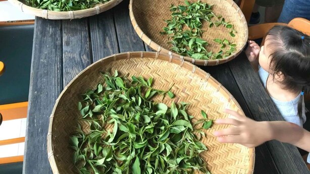 A group of people seated at a table with large woven baskets filled with green leaves. - Green Ozland B&B (Dongshan)