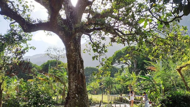 A large tree with a bench and a railing in a lush garden setting. - La Casita de Don Daniel (El Valle de Anton)