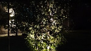 Een goed verlichte plantenbak met een boom, omgeven door een donkere omgeving.