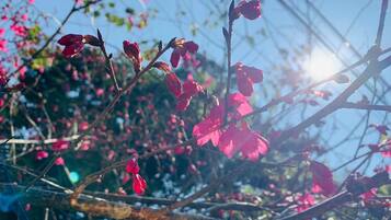 Un ramo con fiori rosa sullo sfondo di un cielo sereno.