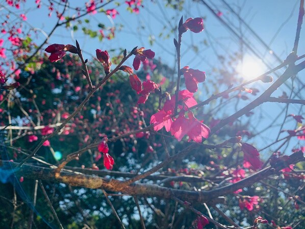 A branch with pink flowers against a clear sky. - Yuan Ju Boutique Hotel (Yuchi)