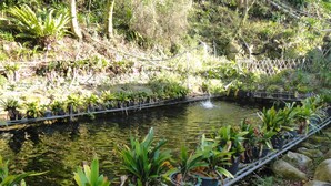 A small pond with various plants and rocks around it.