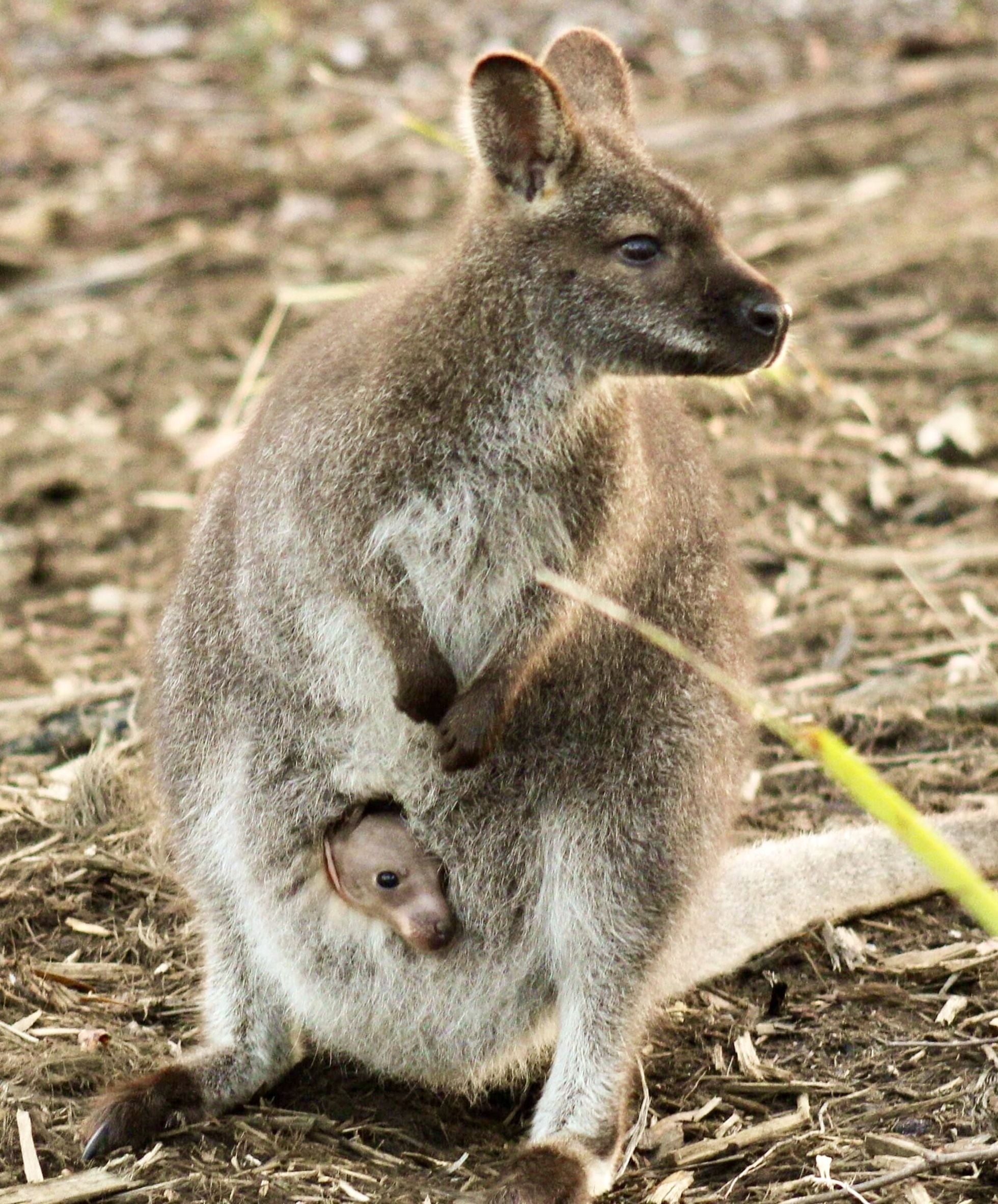 Free Spirit Pods — image 27