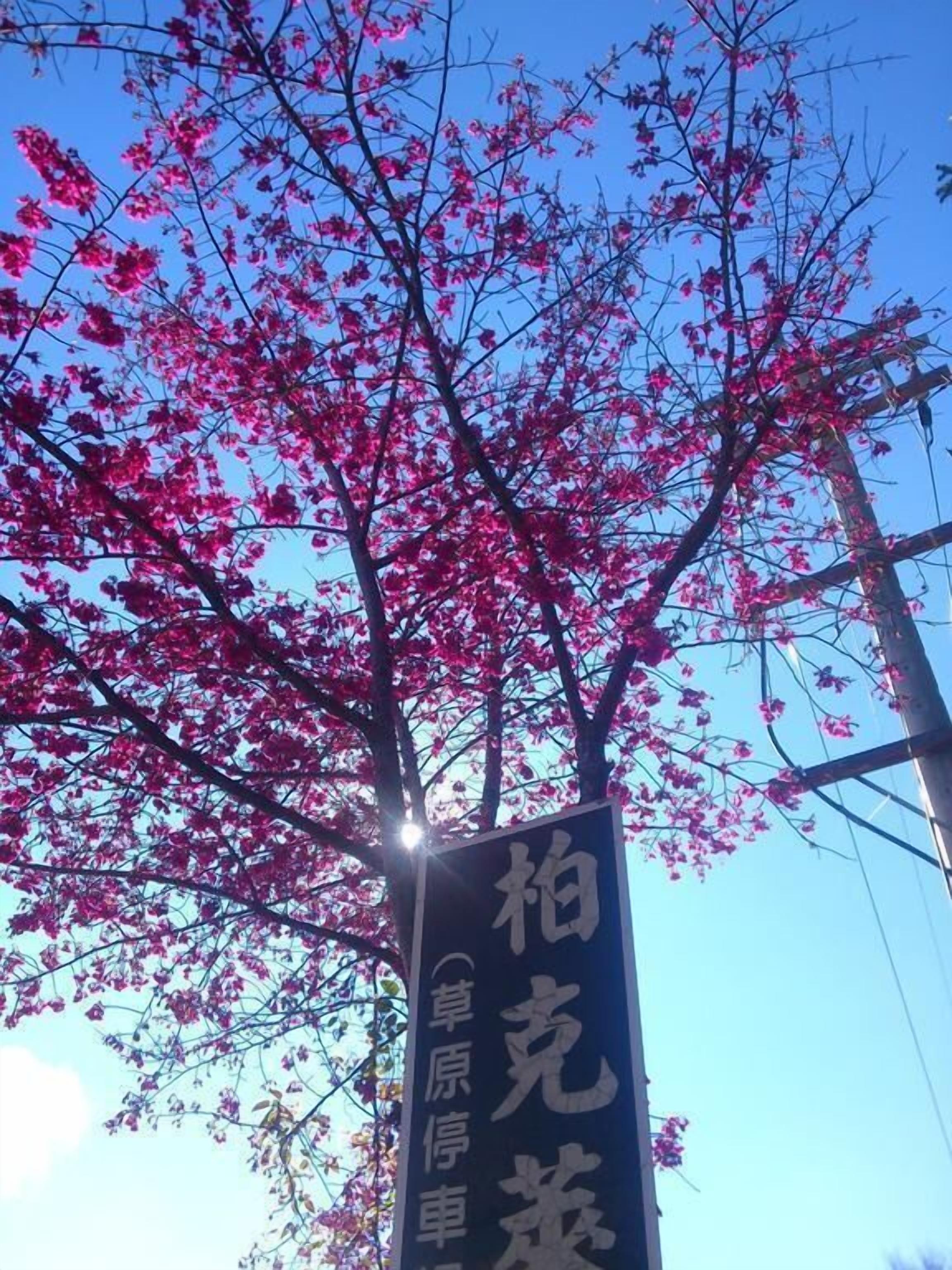 Señal con caracteres chinos sobre un fondo de árbol en floración rosa.