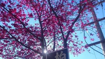 Señal con caracteres chinos sobre un fondo de árbol en floración rosa.