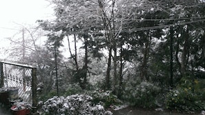 A garden with snow-covered trees and plants, a metal fence, and potted plants. - Bokelai B&B (Ren'ai)